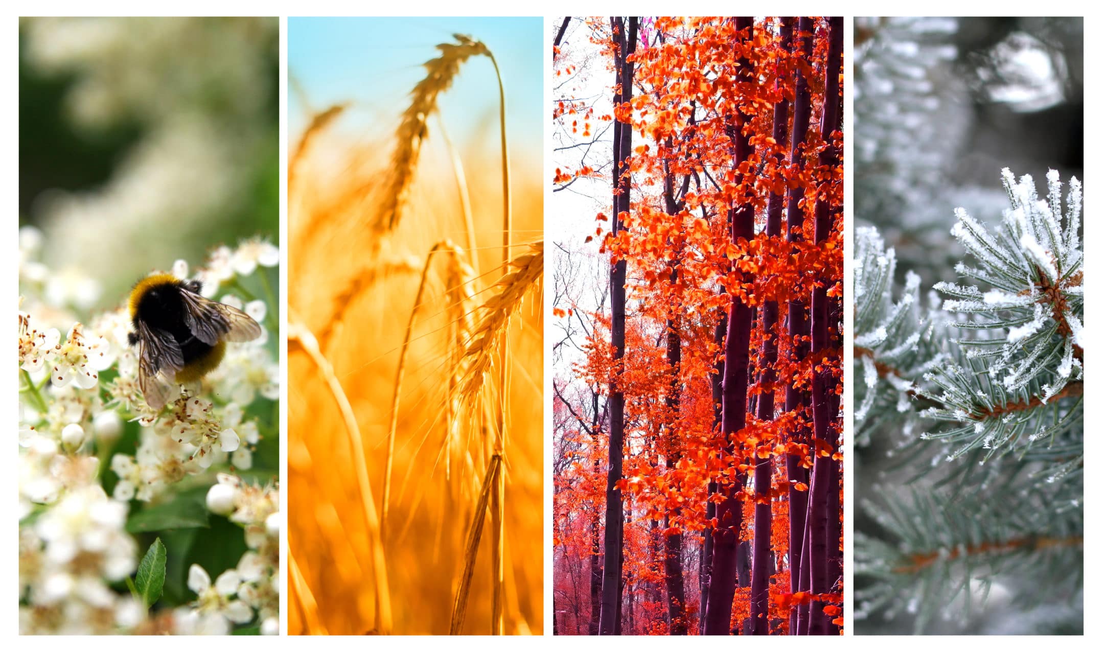 image of the four seasons, spring, fall, summer, winter