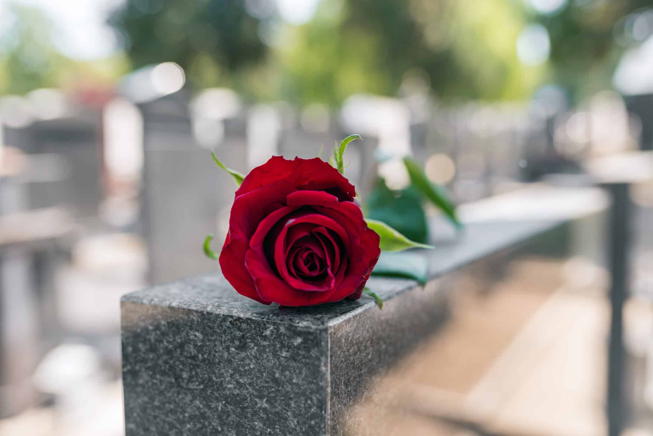 red rose on top of a tomb
