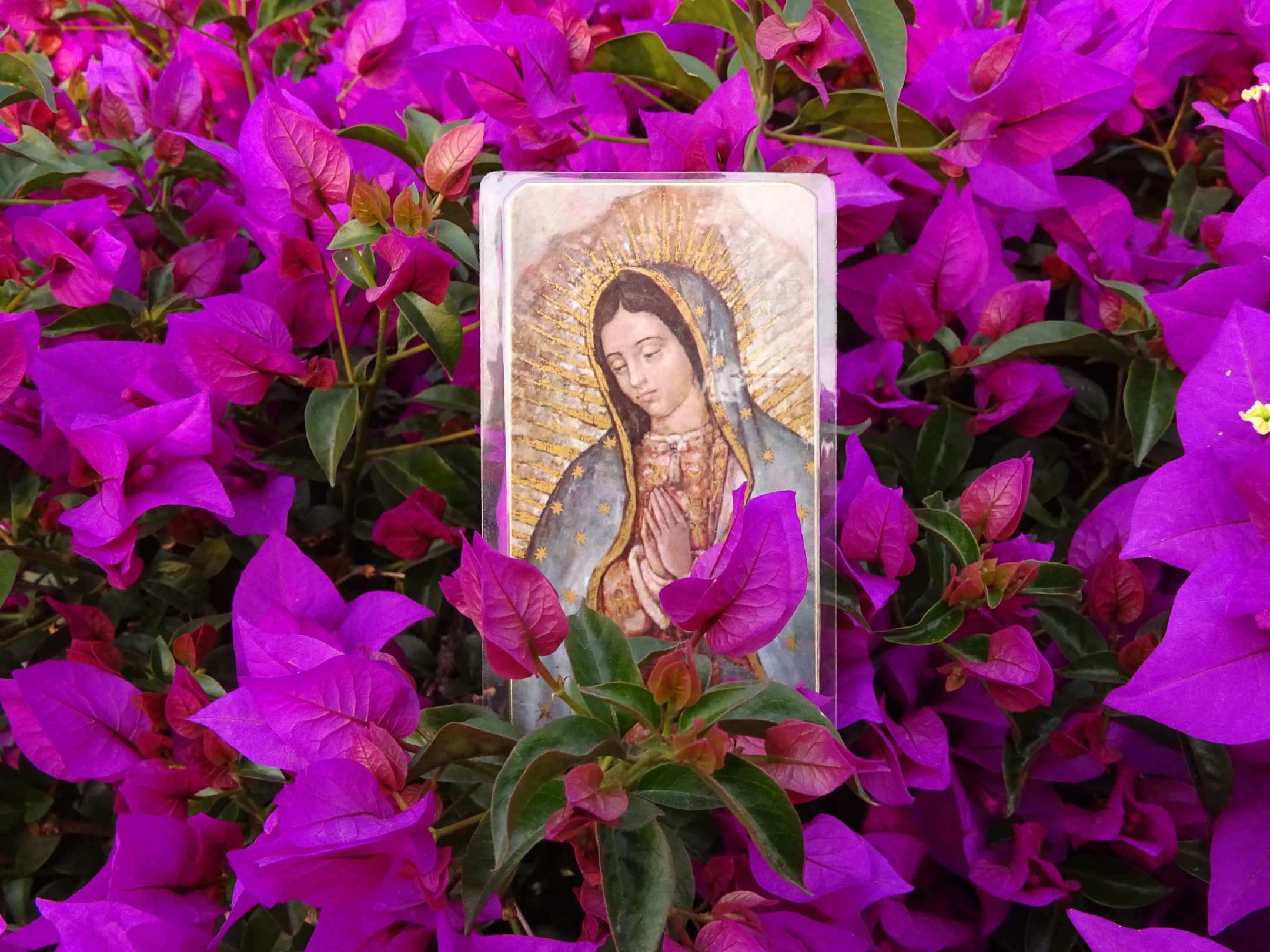 Image of Mary surrounded by purple flowers