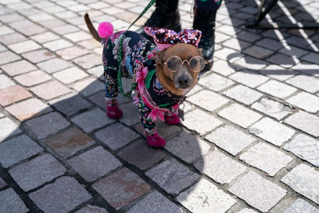 Small dog in a colorful floral outfit with a pink bow, round sunglasses, and pink boots on a leash, standing on cobblestone pavement.